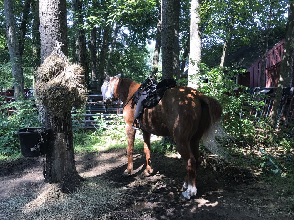 Horseback riding lesson photo 4