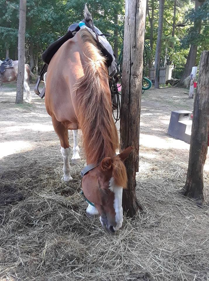 Horseback riding lesson photo 5
